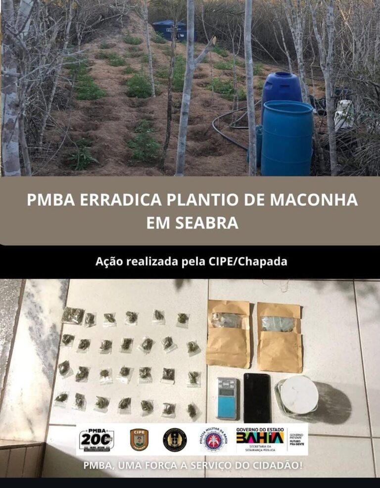 CIPE Chapada apreende 520 pés de maconha durante patrulhamento em Seabra