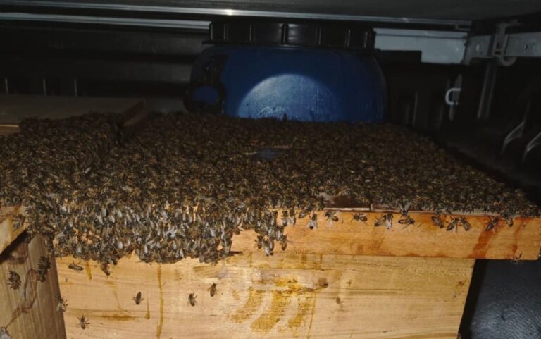 Ataque de abelhas deixa 15 pessoas feridas em distrito de Capim Grosso