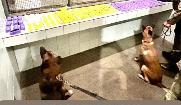 Cães farejadores localizam drogas durante operação de Carnaval em Itaberaba