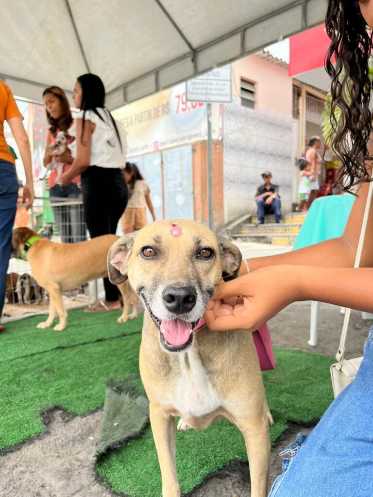 Itaberaba alcança marca de 650 animais atendidos em ações de cuidado animal