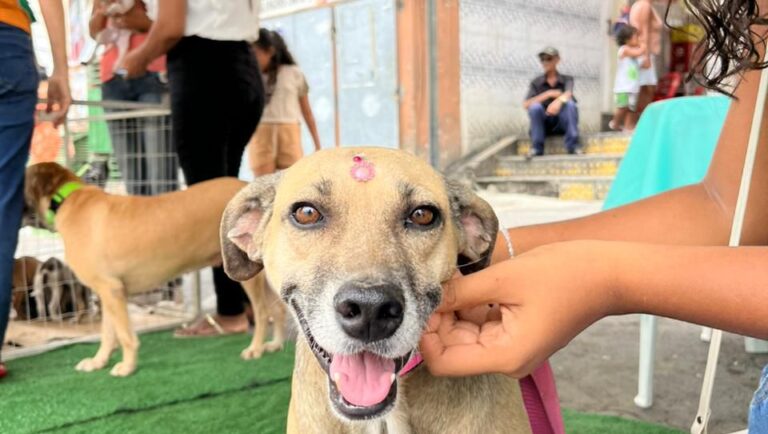 Itaberaba alcança marca de 650 animais atendidos em ações de cuidado animal