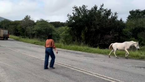 Prefeita ajuda a retirar cavalos soltos de rodovia em Ruy Barbosa